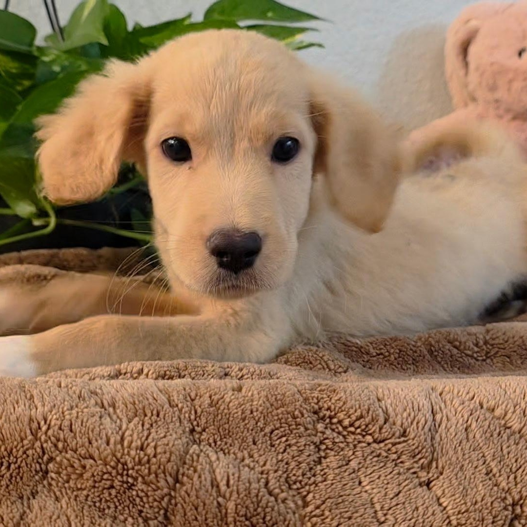 Mya