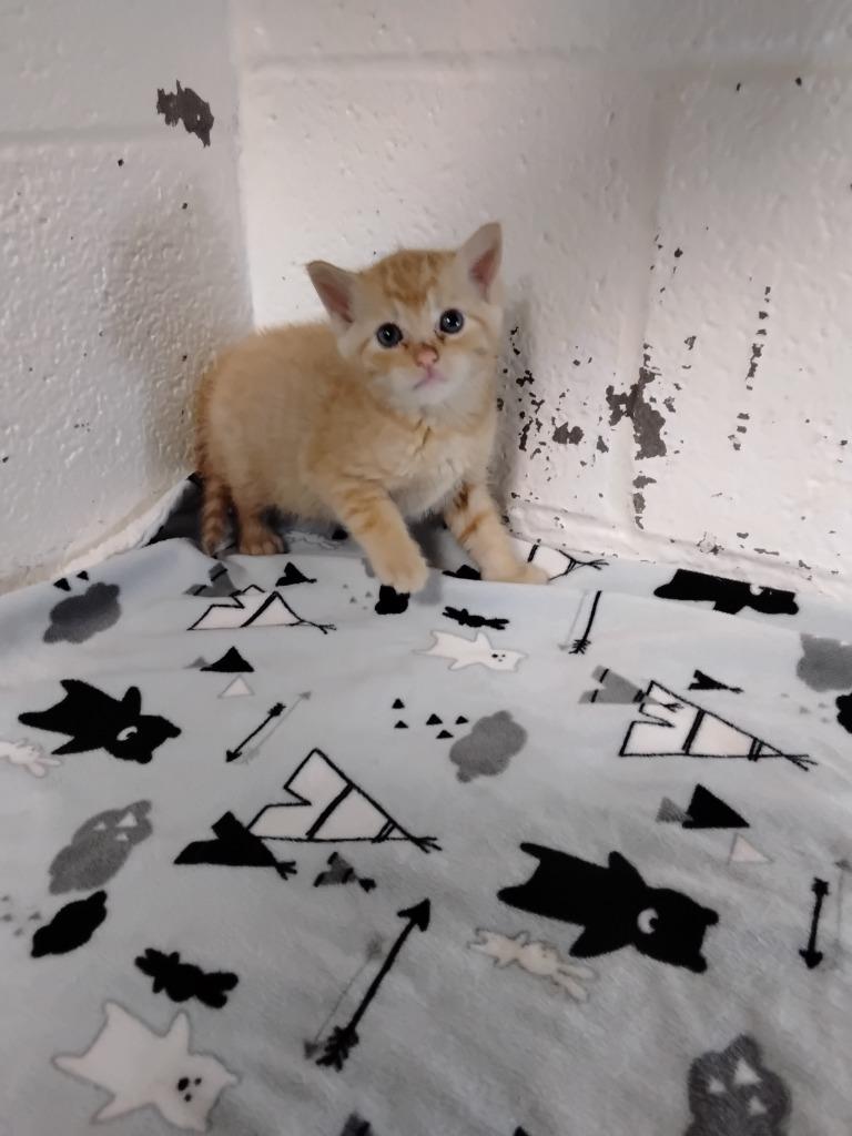 Spunky, Adopted, Kitten Female Domestic Short Hair.