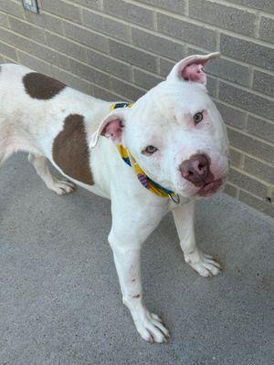 Billie **Courtesy Post. Out of town pet. See below for details**