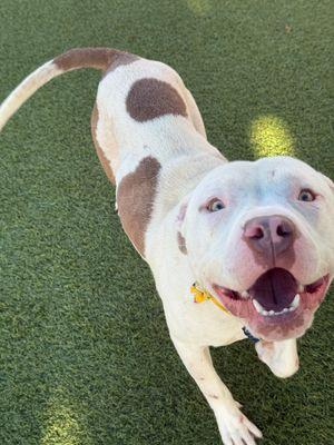 Billie **Courtesy Post. Out of town pet. See below for details**