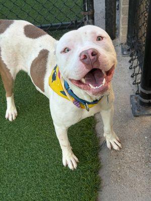 Billie **Courtesy Post. Out of town pet. See below for details**