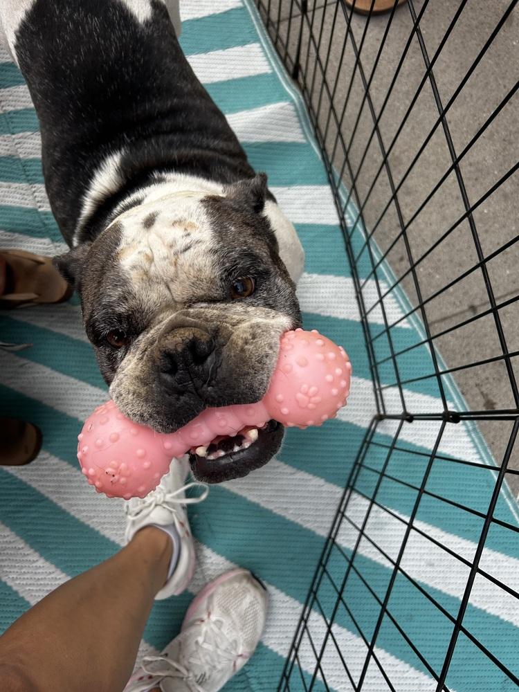 Enlarge Stella, a Adoptable mixed breed in Bonita, CA image 3/4