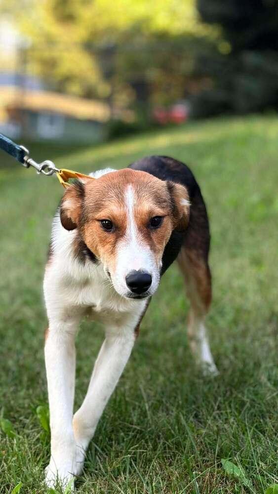 Boone and Blossom - fostered in Omaha, Adoptable, Young Male Foxhound & Collie.