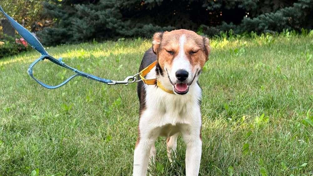 Enlarge Boone and Blossom - fostered in Omaha, a Adoptable mixed breed in Shawnee Mission, KS image 2/6