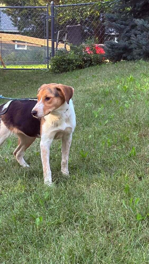 Enlarge Boone and Blossom - fostered in Omaha, a Adoptable mixed breed in Shawnee Mission, KS image 3/6