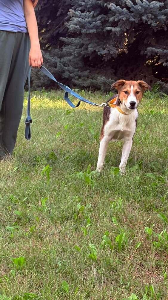 Enlarge Boone and Blossom - fostered in Omaha, a Adoptable mixed breed in Shawnee Mission, KS image 4/6