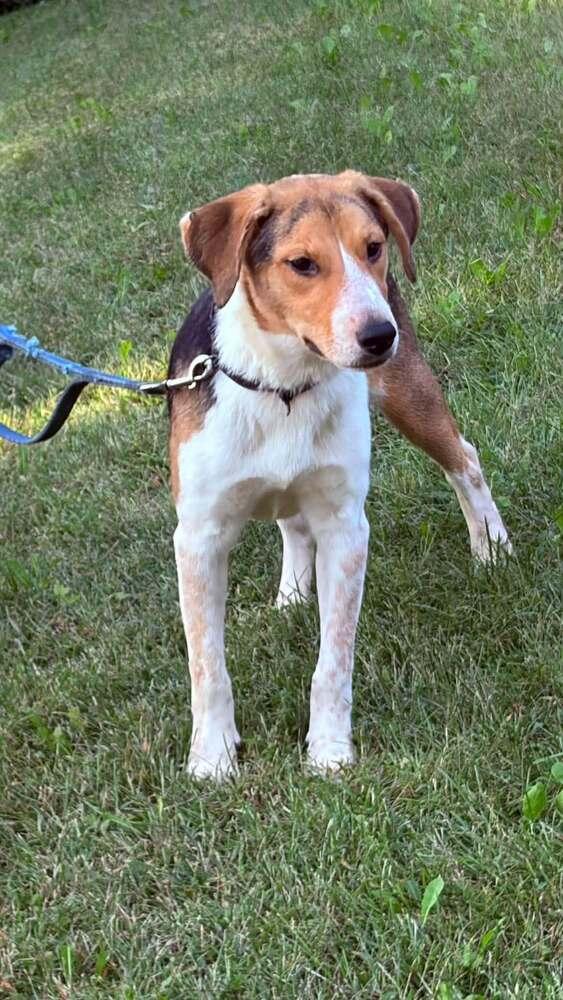 Enlarge Boone and Blossom - fostered in Omaha, a Adoptable mixed breed in Shawnee Mission, KS image 5/6