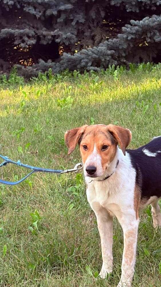 Enlarge Boone and Blossom - fostered in Omaha, a Adoptable mixed breed in Shawnee Mission, KS image 6/6