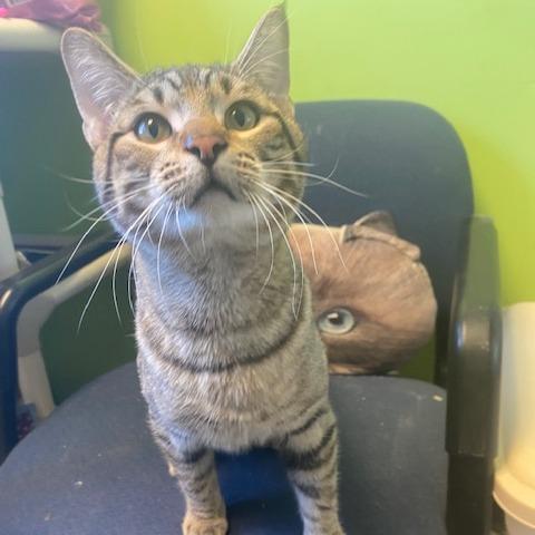 Tigger, Adoptable, Young Male Domestic Short Hair.