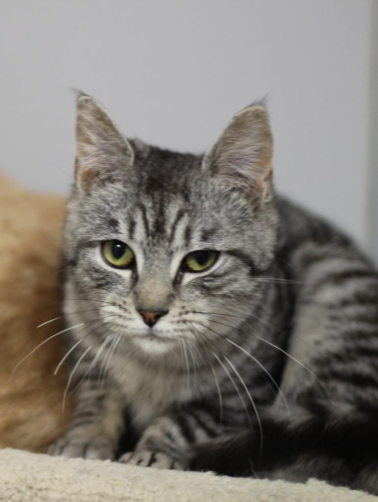 Enlarge Clara, a Adopted mixed breed in Rockford, IL image 1/3