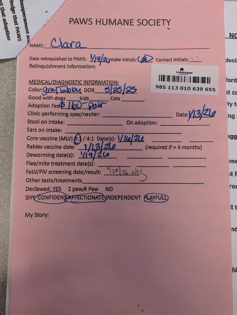 Enlarge Clara, a Adopted mixed breed in Rockford, IL image 2/3