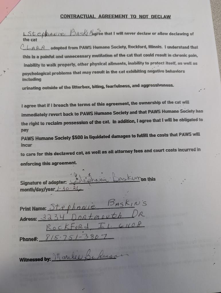 Enlarge Clara, a Adopted mixed breed in Rockford, IL image 3/3