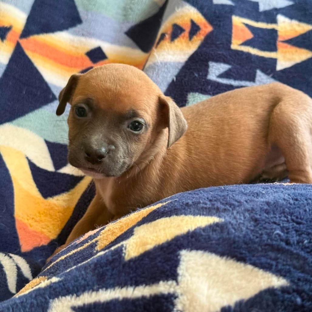 Haleakala, Adoptable, Puppy Female Pit Bull Terrier.