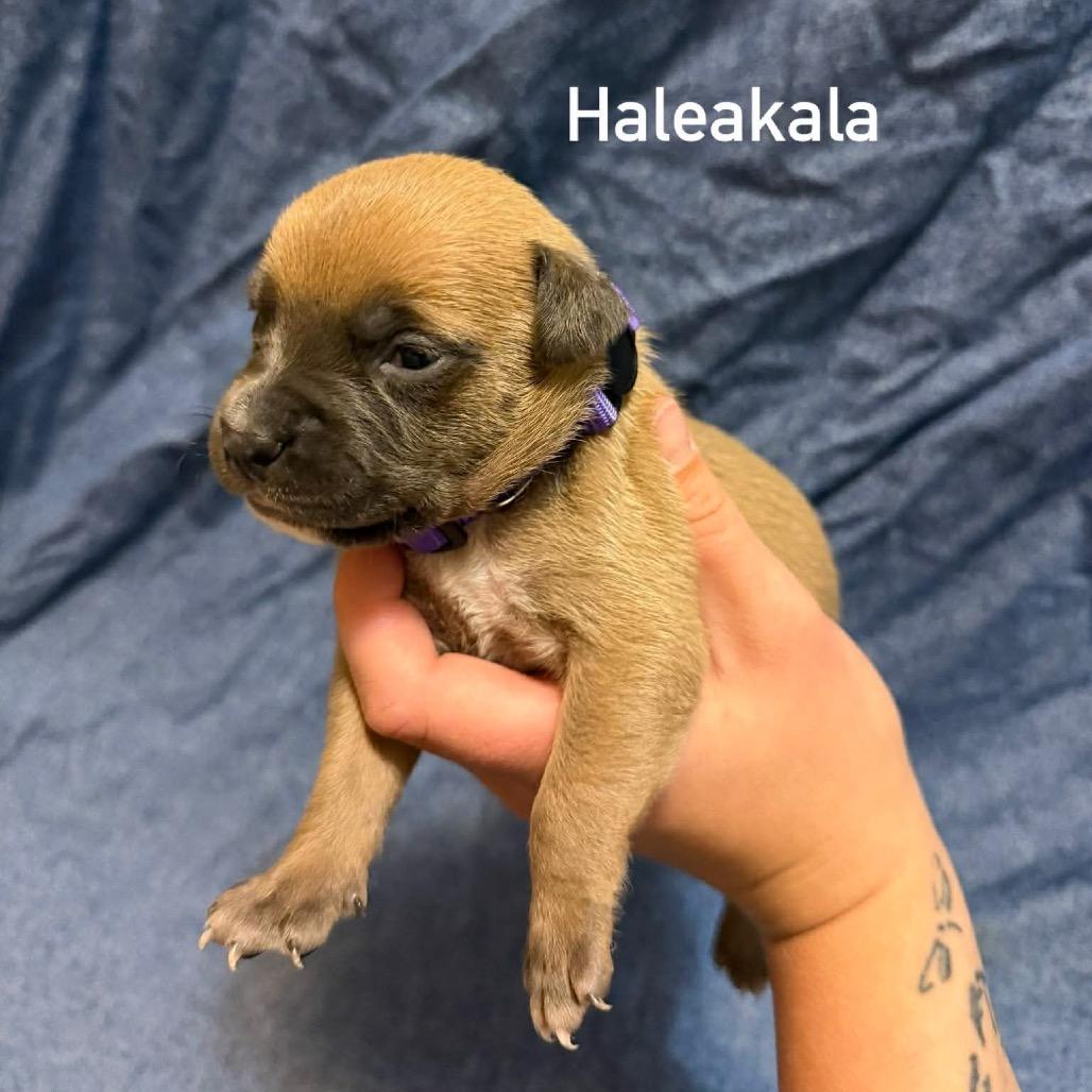 Enlarge Haleakala, a Adoptable Pit Bull Terrier in Brainerd, MN image 2/3