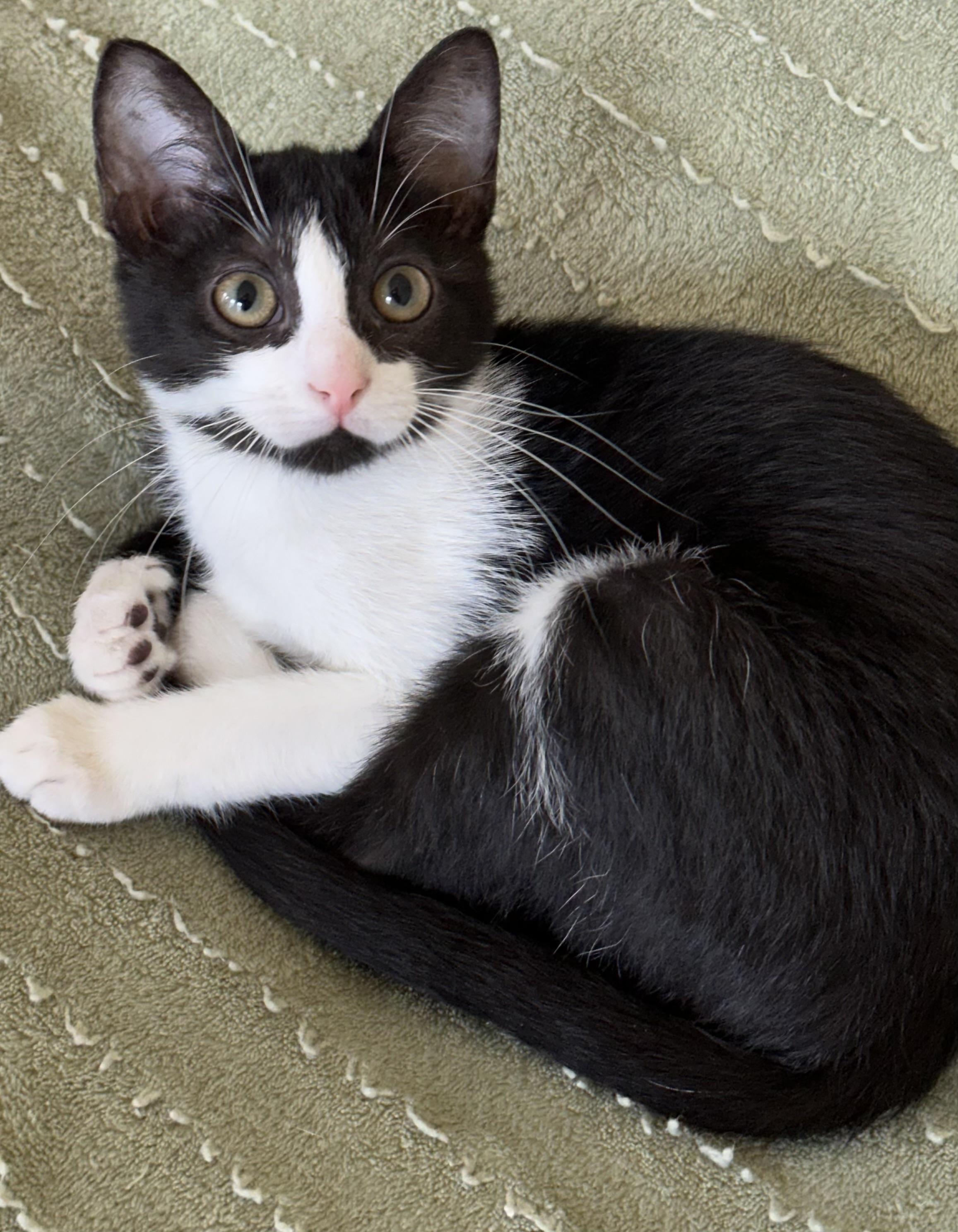 Nellie - North Conroe Petsmart, an adopted mixed breed in Conroe, TX image 4/5