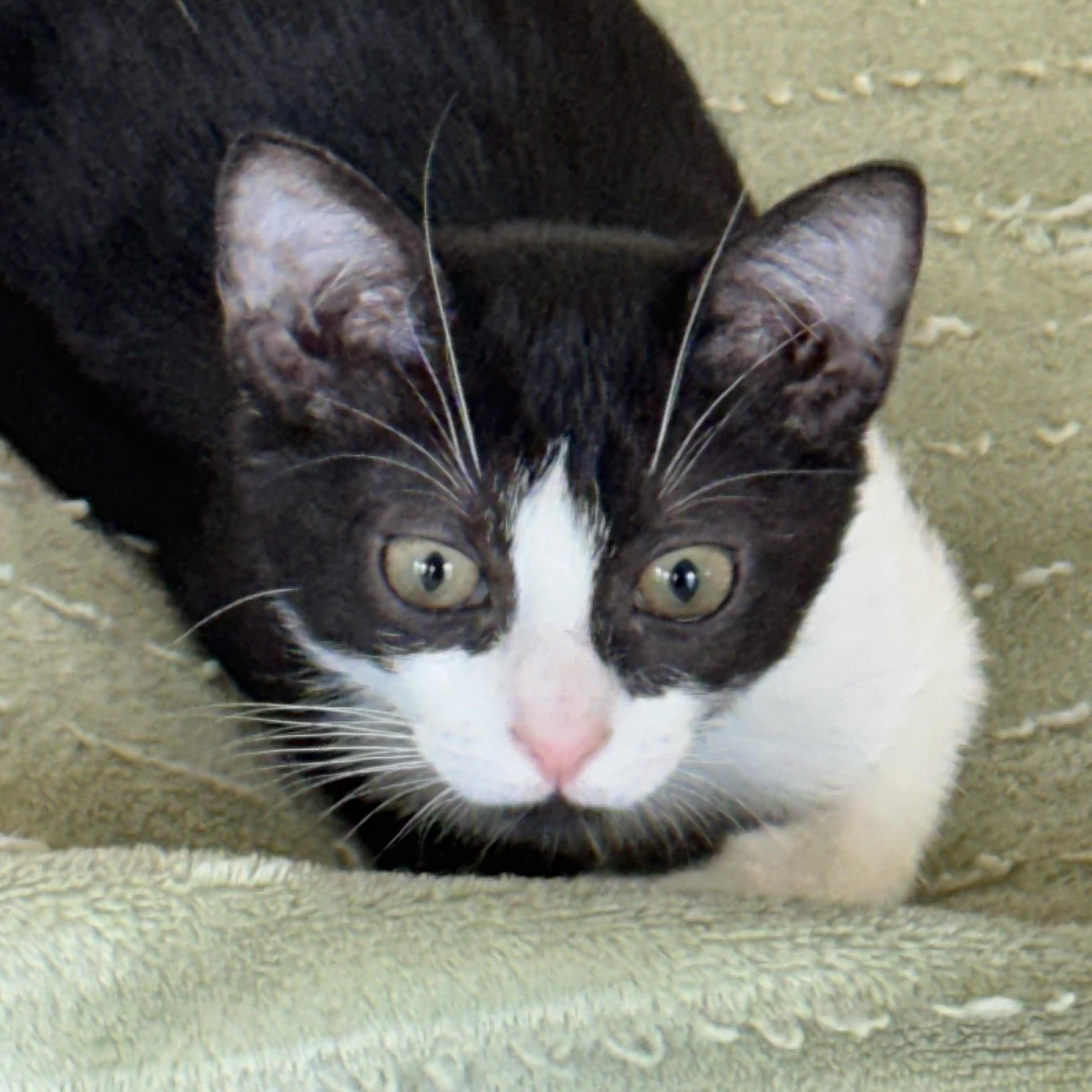 Nellie - North Conroe Petsmart, an adopted mixed breed in Conroe, TX image 3/5