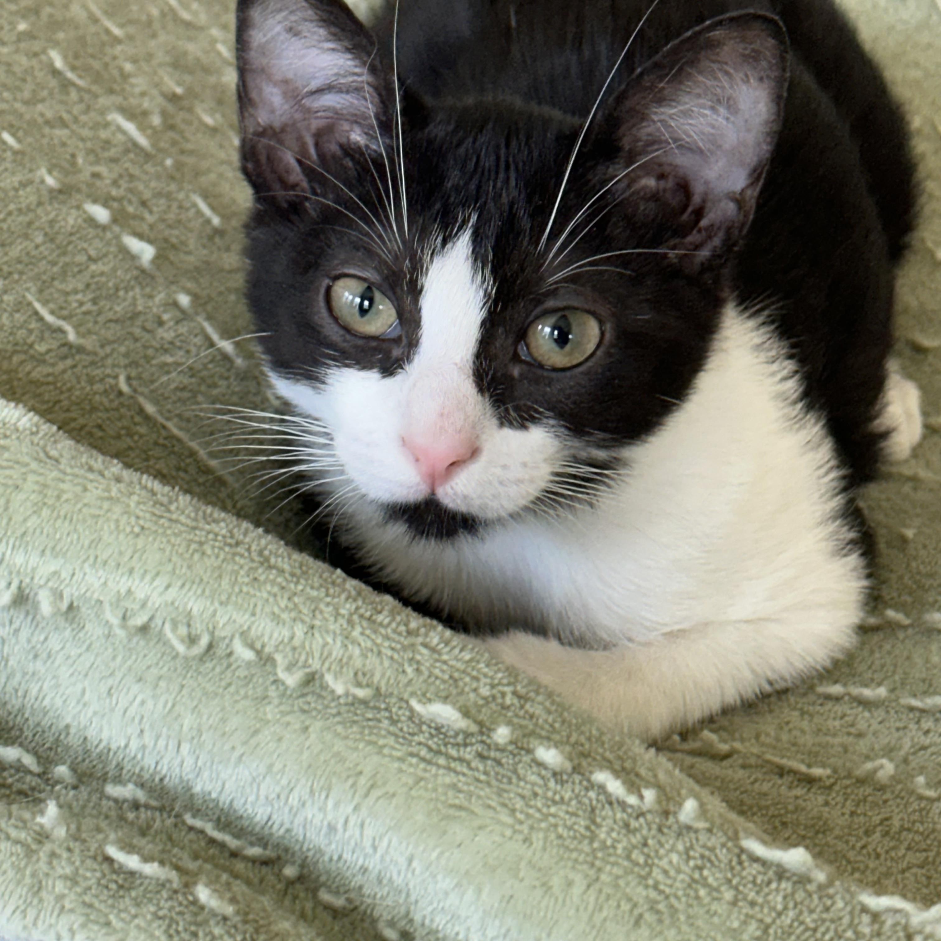 Nellie - North Conroe Petsmart, an adopted mixed breed in Conroe, TX image 2/5