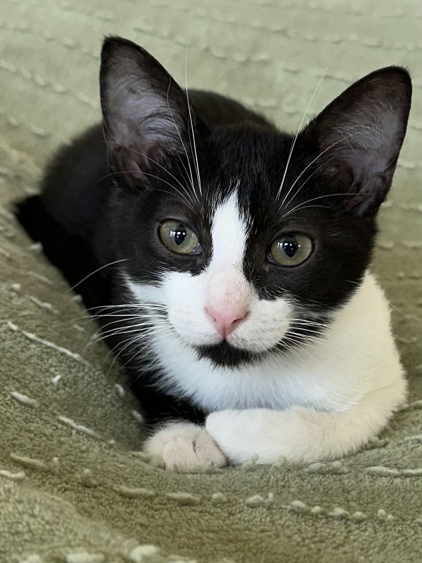 Nellie - North Conroe Petsmart, an adopted mixed breed in Conroe, TX image 1/5