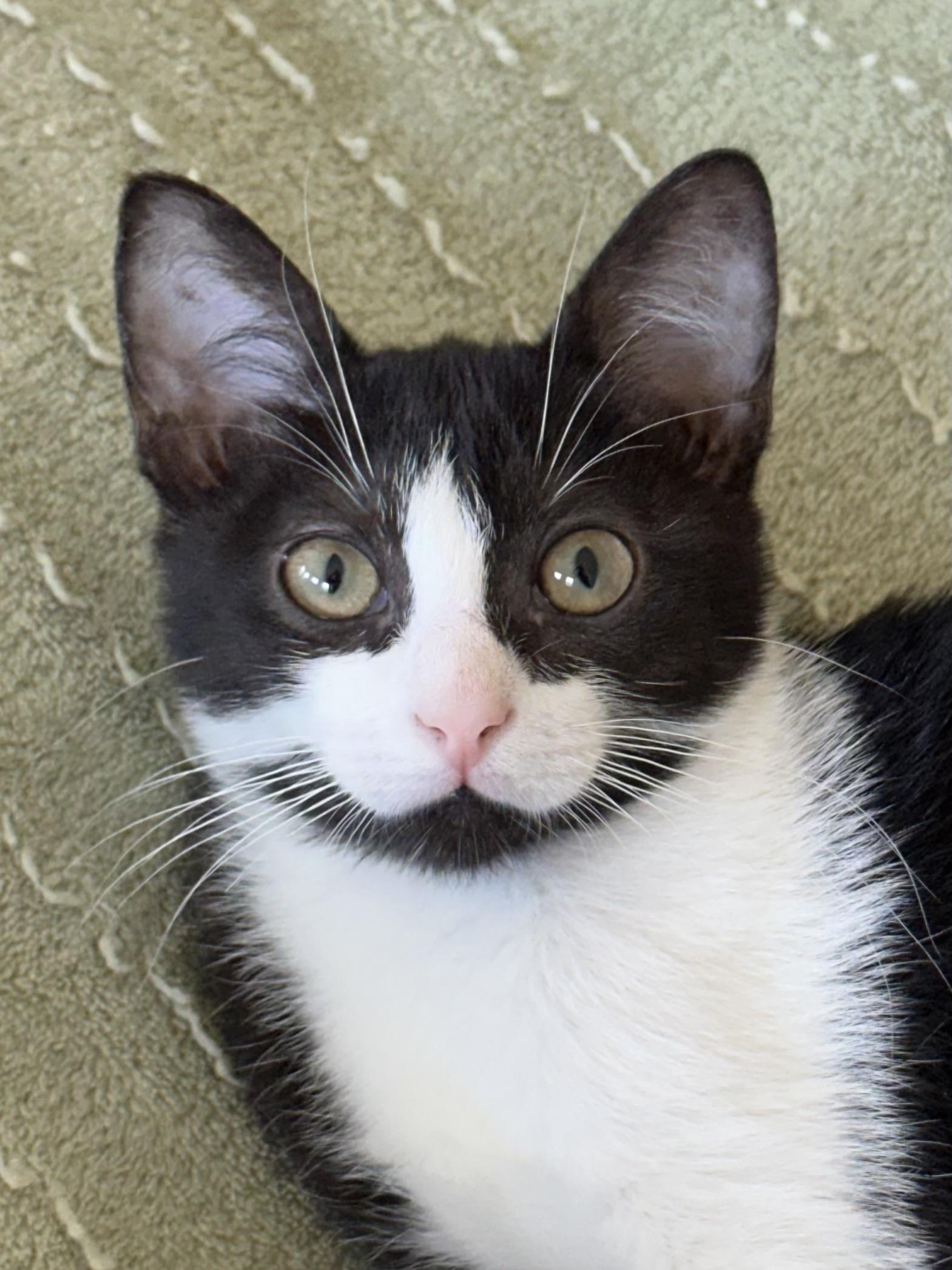 Nellie - North Conroe Petsmart, an adopted mixed breed in Conroe, TX image 5/5