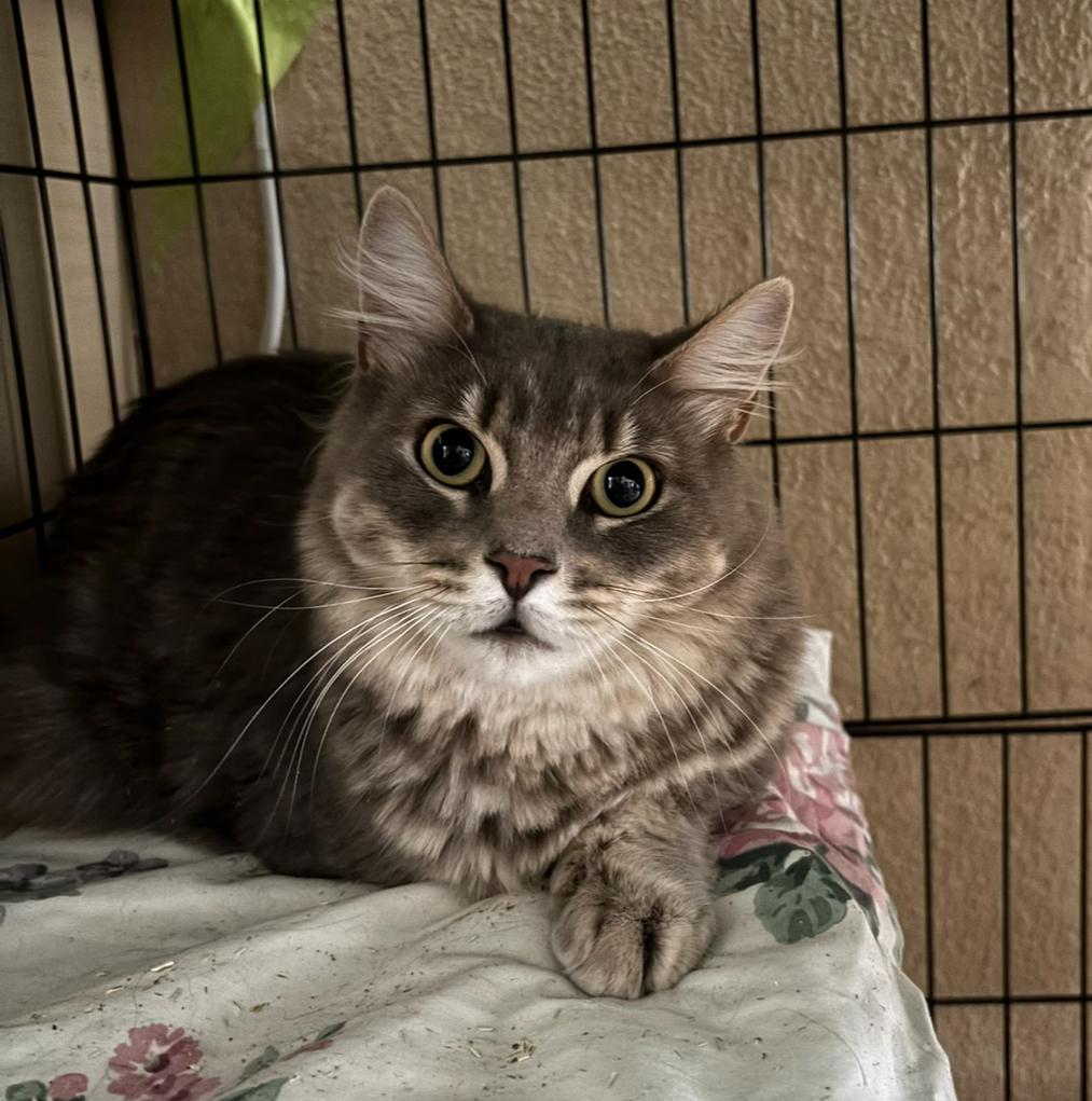 Cinder, ADOPTABLE, Adult Male Domestic Medium Hair.