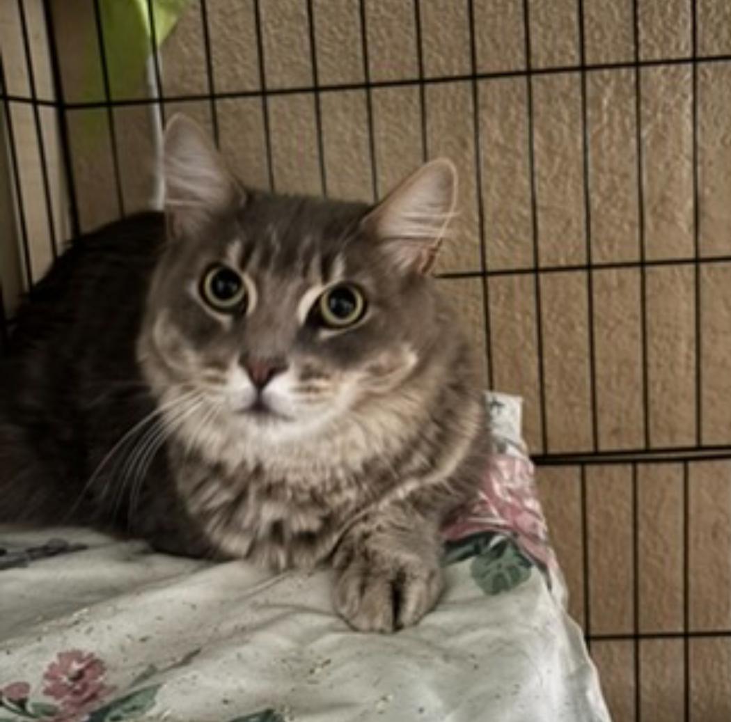 Enlarge Cinder, a ADOPTABLE Domestic Medium Hair in Statesboro, GA image 2/2