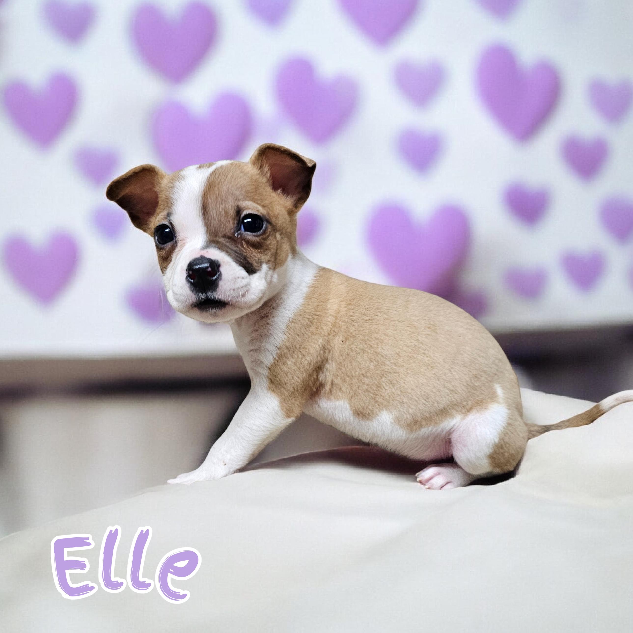 Elle, ADOPTABLE, Puppy Female Boxer.