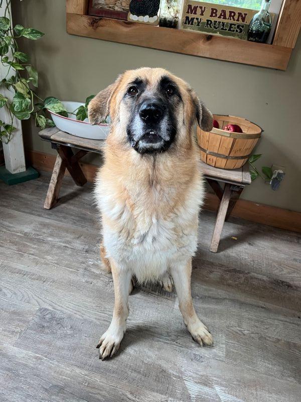 Enlarge Honey, a Adoptable mixed breed in Genoa, IL image 1/1