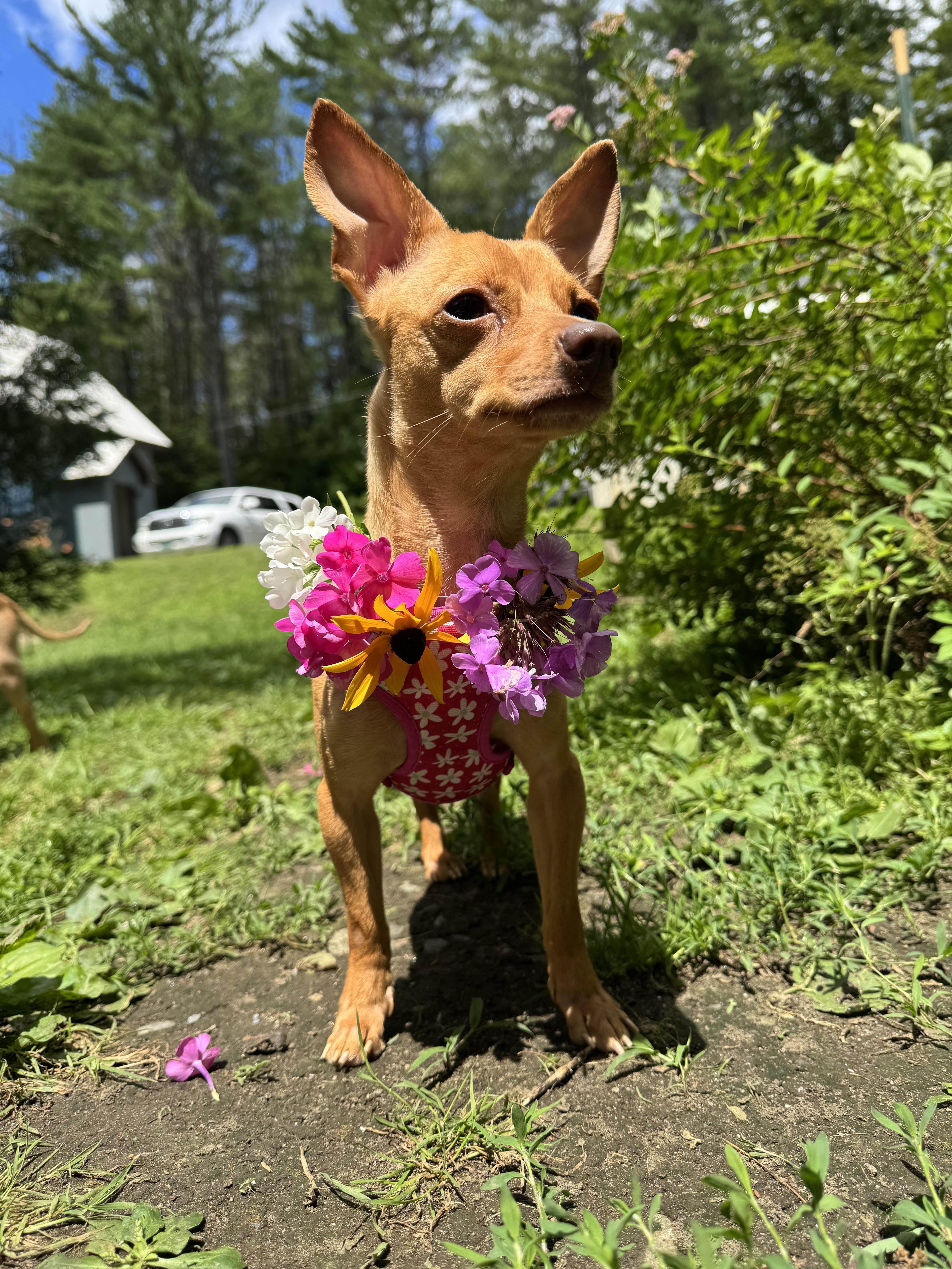 Betty & Sugar, Adoptable, Adult Female Chihuahua.