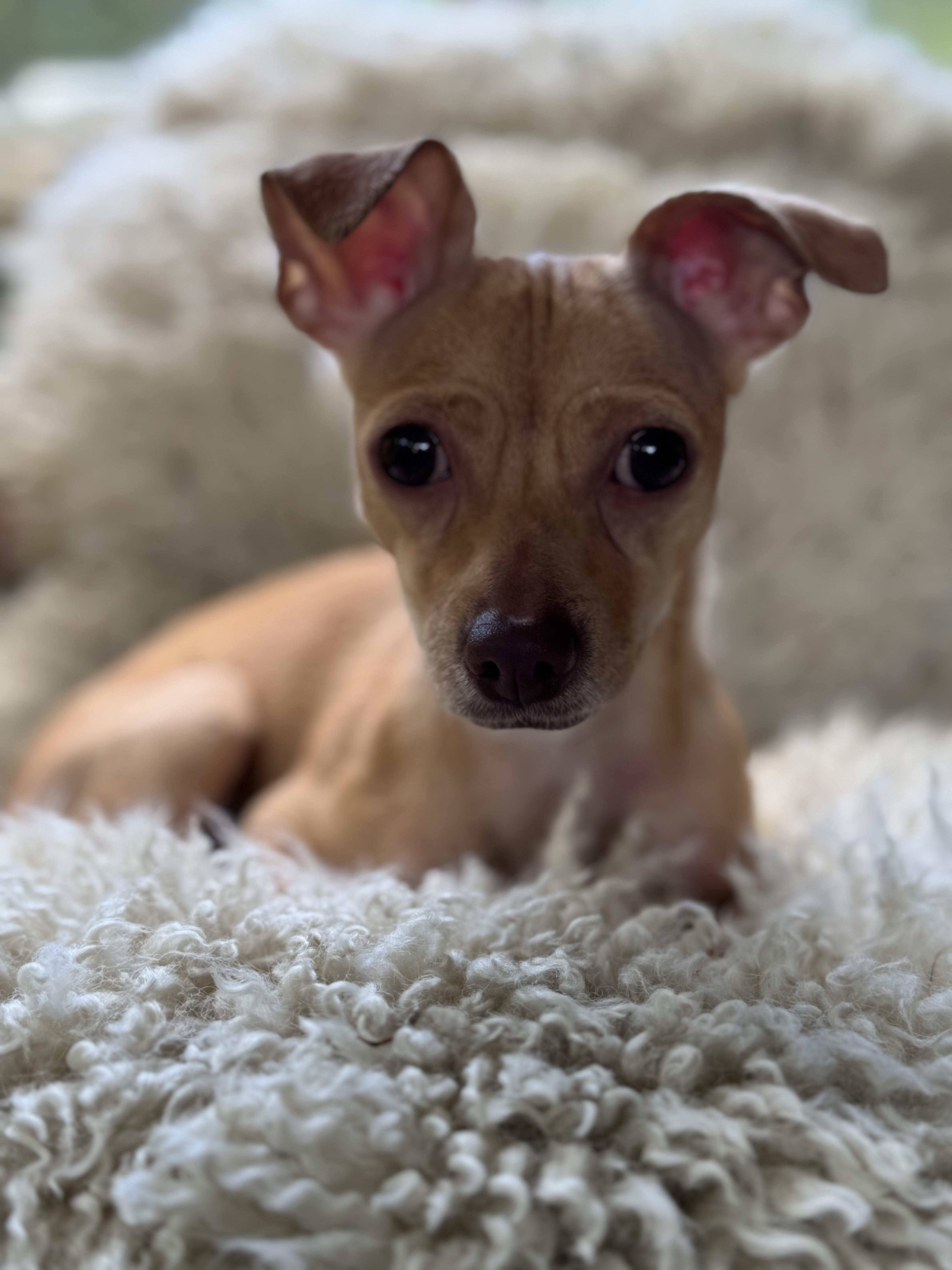 Betty & Sugar, a Adoptable Chihuahua in South Strafford, VT image 2/6