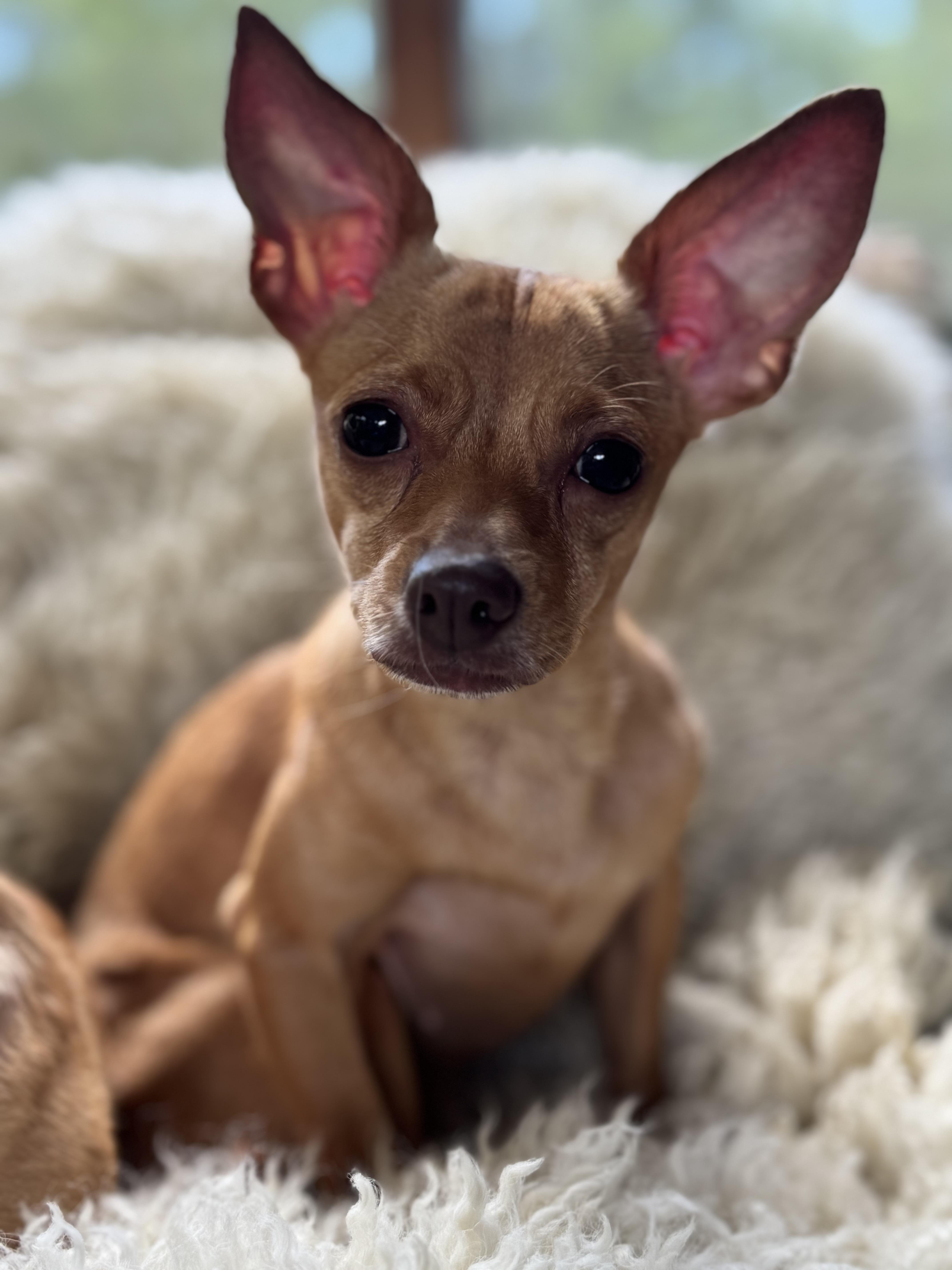 Betty & Sugar, a Adoptable Chihuahua in South Strafford, VT image 3/6