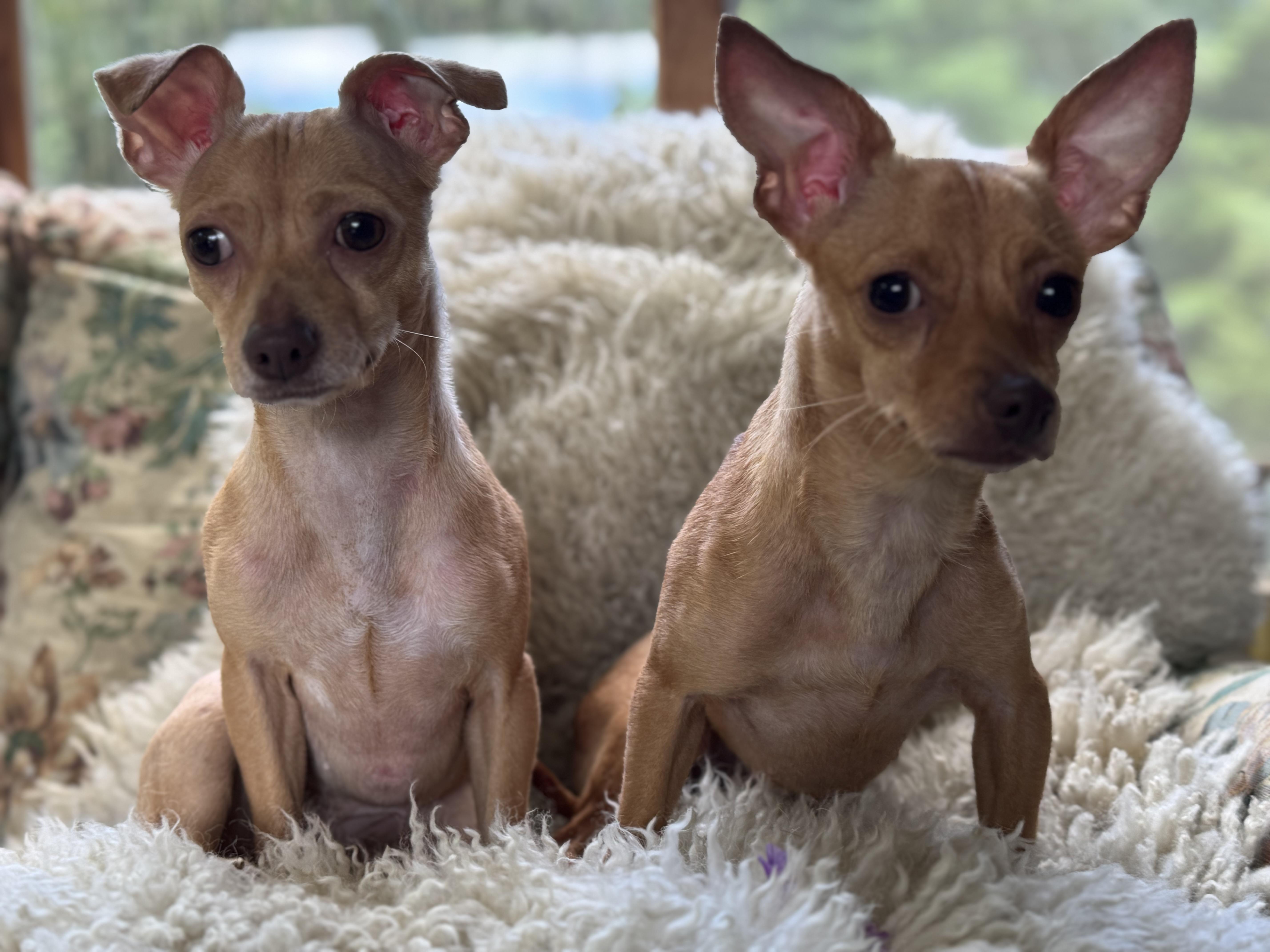 Betty & Sugar, a Adoptable Chihuahua in South Strafford, VT image 4/6