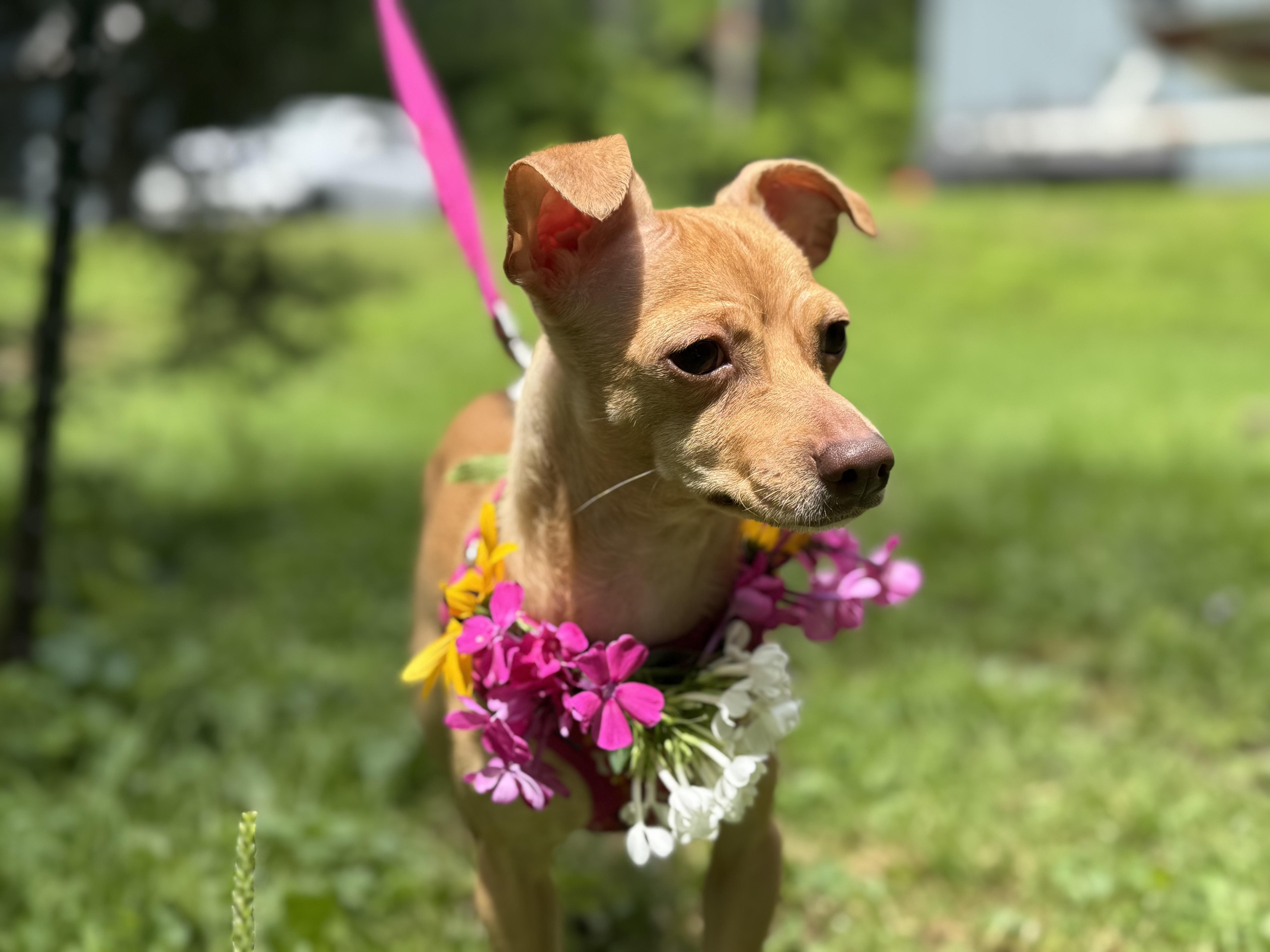 Betty & Sugar, a Adoptable Chihuahua in South Strafford, VT image 5/6