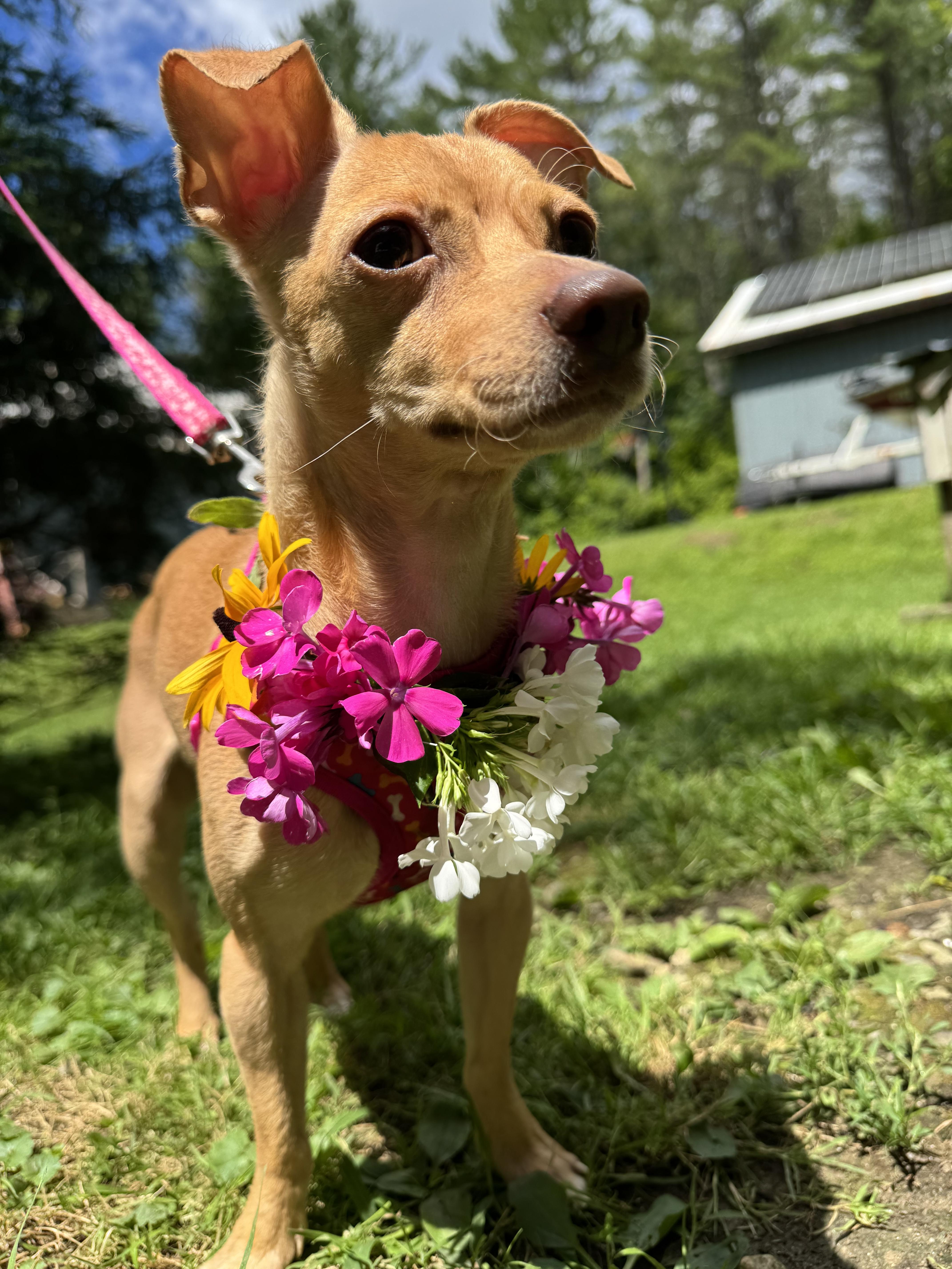 Betty & Sugar, a Adoptable Chihuahua in South Strafford, VT image 6/6