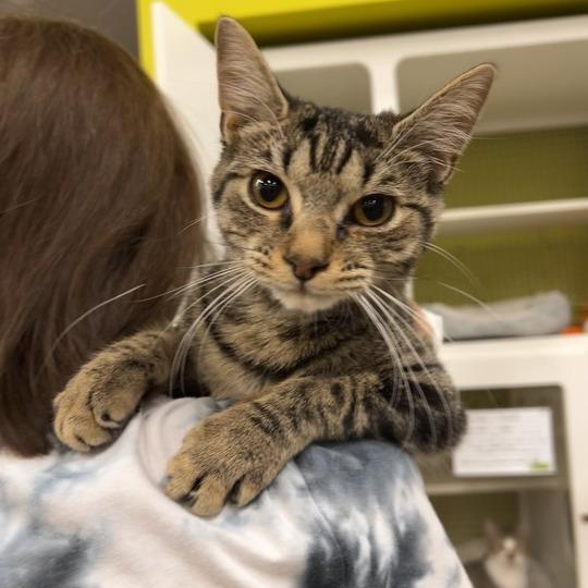 Sardine, Adoptable, Young Female Domestic Short Hair.