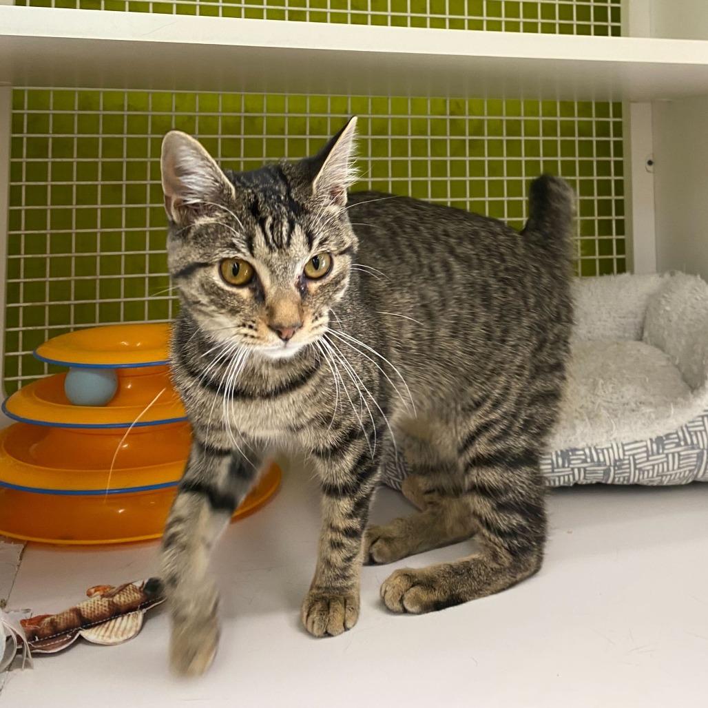 Enlarge Sardine, a Adoptable Domestic Short Hair in Tallahassee, FL image 2/3