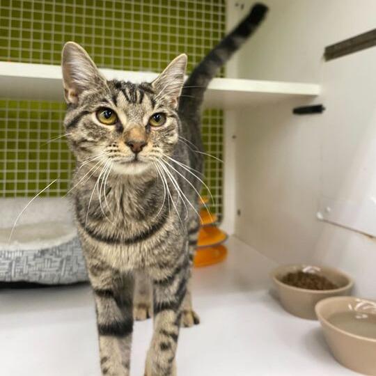 Enlarge Sardine, a Adoptable Domestic Short Hair in Tallahassee, FL image 3/3