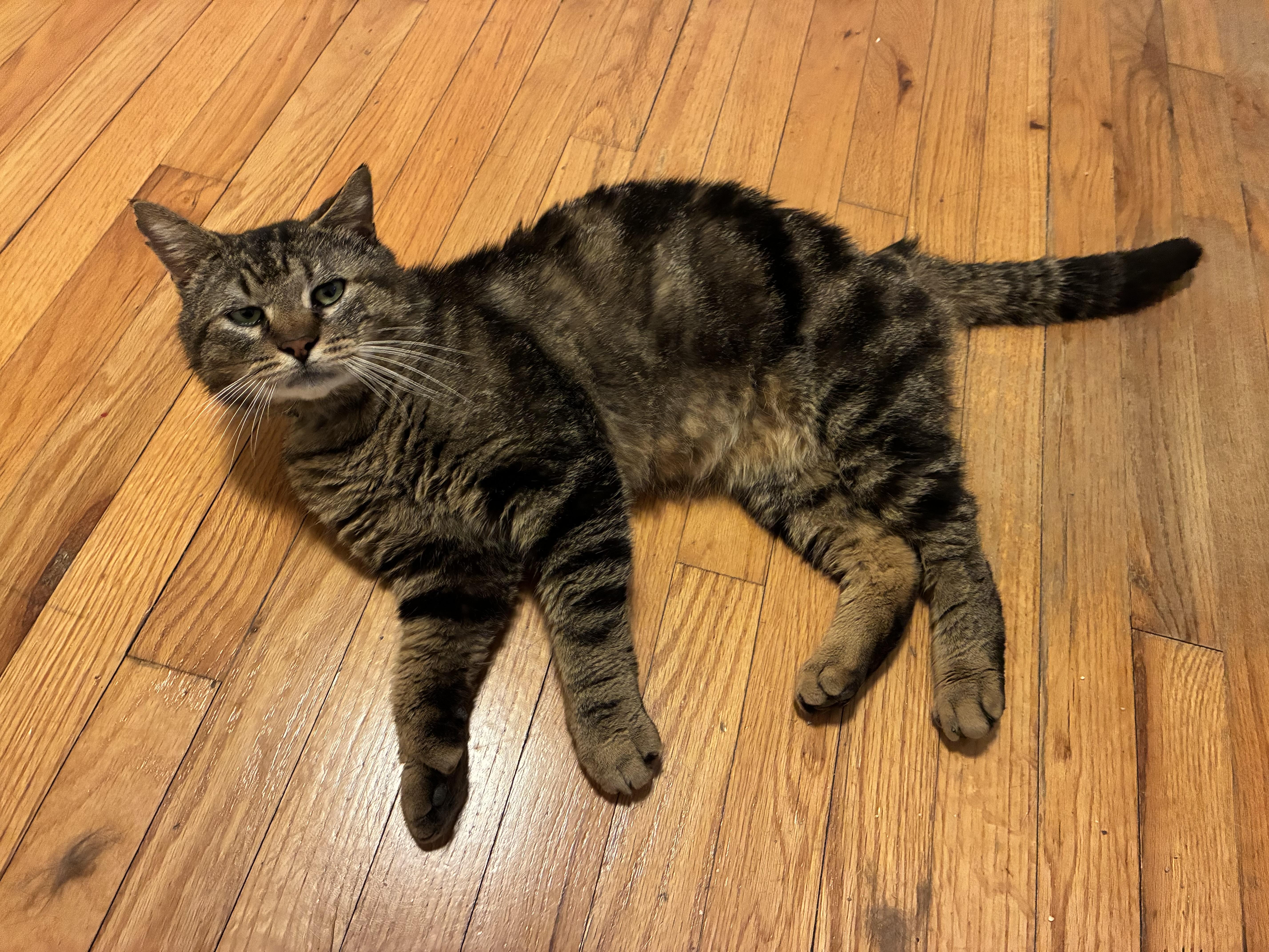 Enlarge Benny, a Adoptable Domestic Short Hair in Troy, NY image 3/5