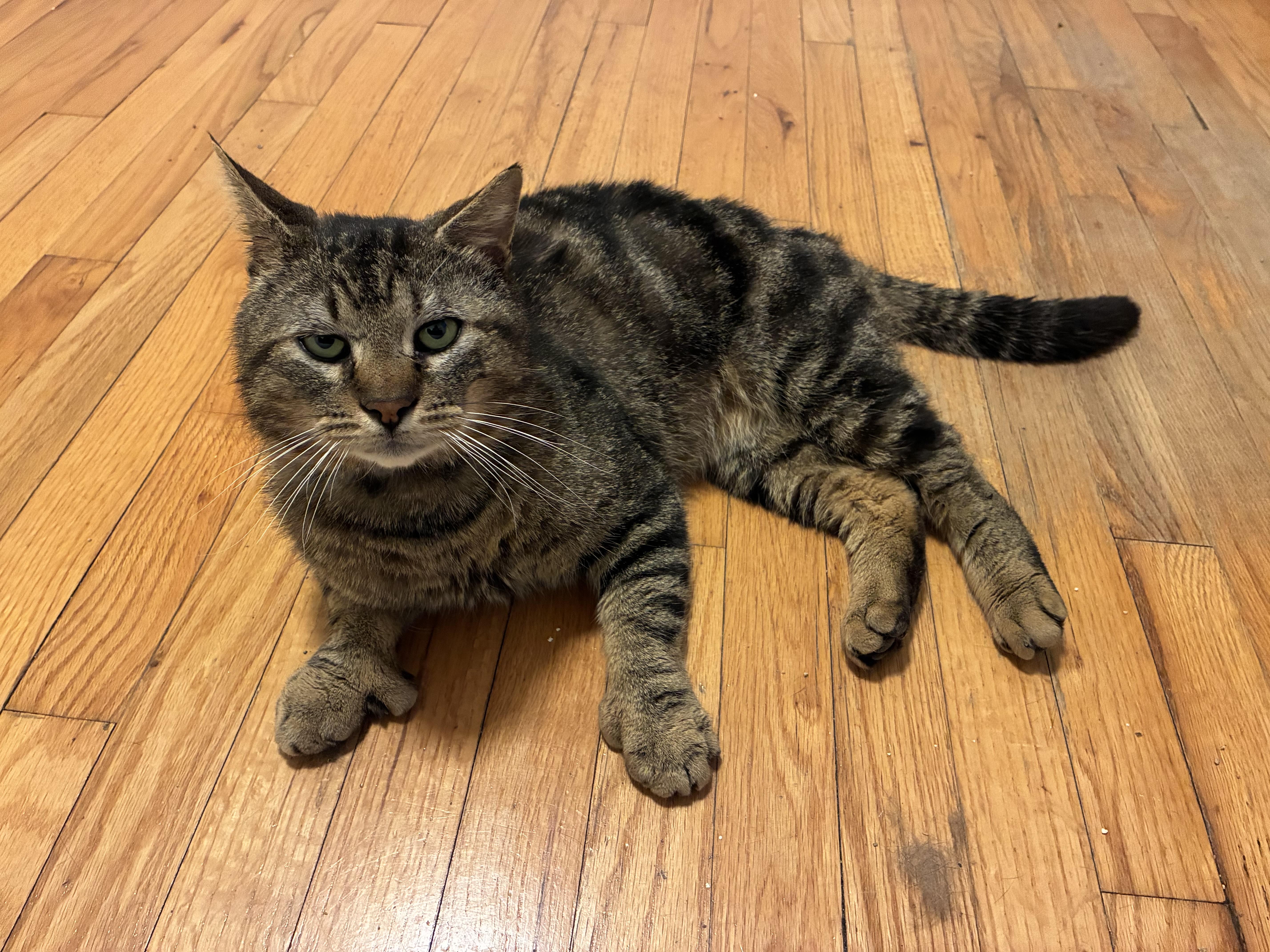 Enlarge Benny, a Adoptable Domestic Short Hair in Troy, NY image 2/5