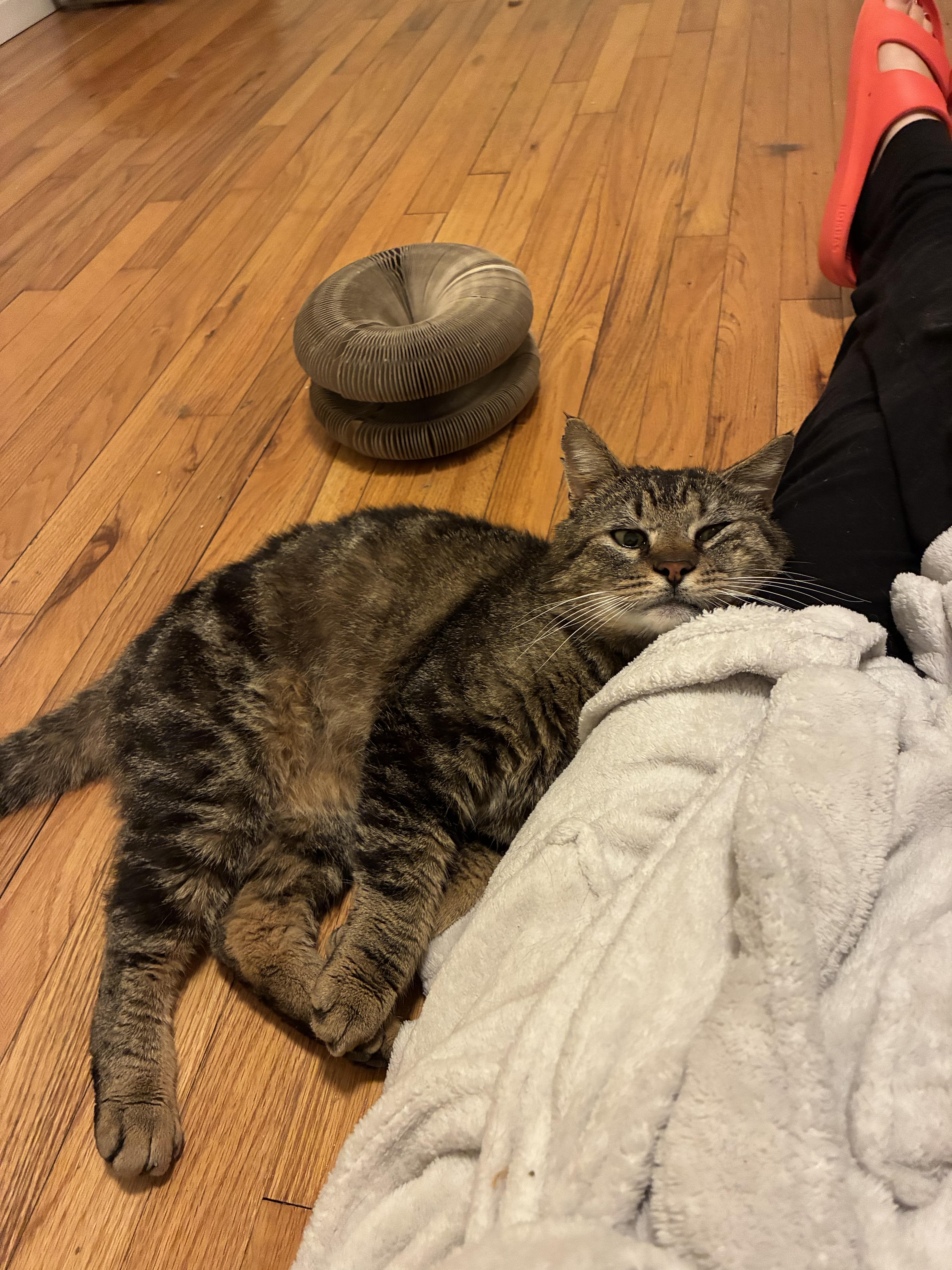 Enlarge Benny, a Adoptable Domestic Short Hair in Troy, NY image 5/5