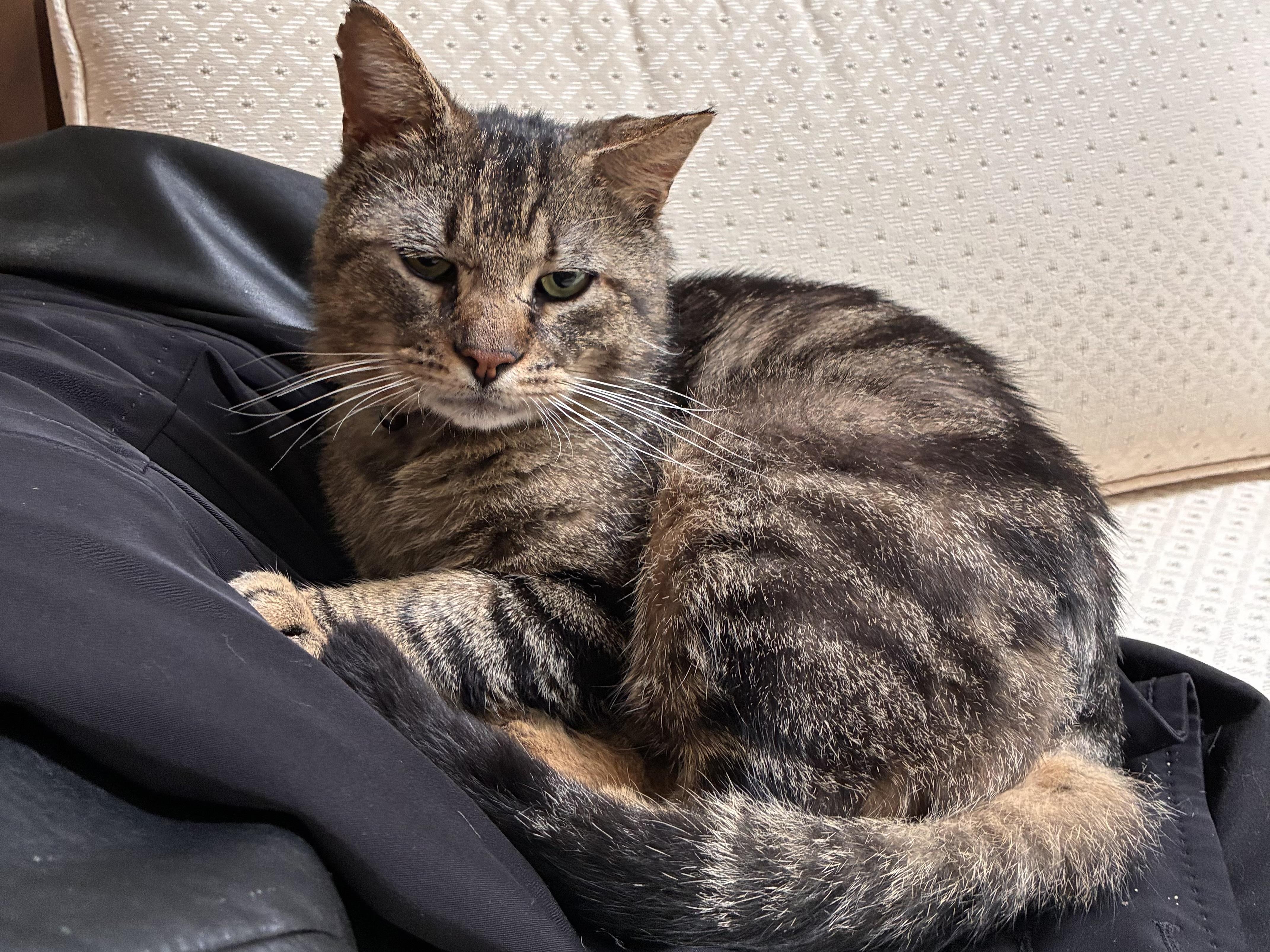 Benny, Adoptable, Adult Male Domestic Short Hair.