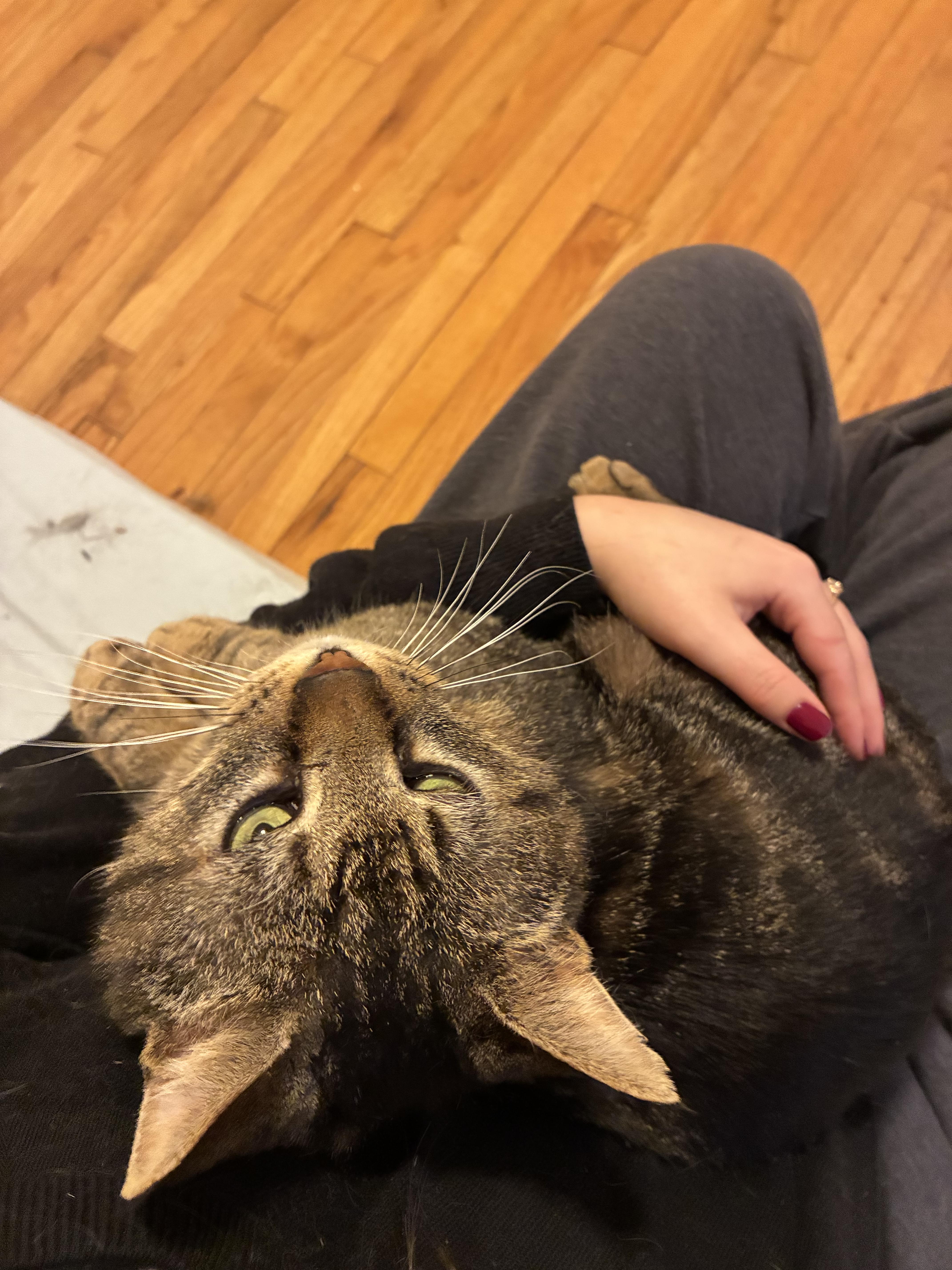 Enlarge Benny, a Adoptable Domestic Short Hair in Troy, NY image 4/5