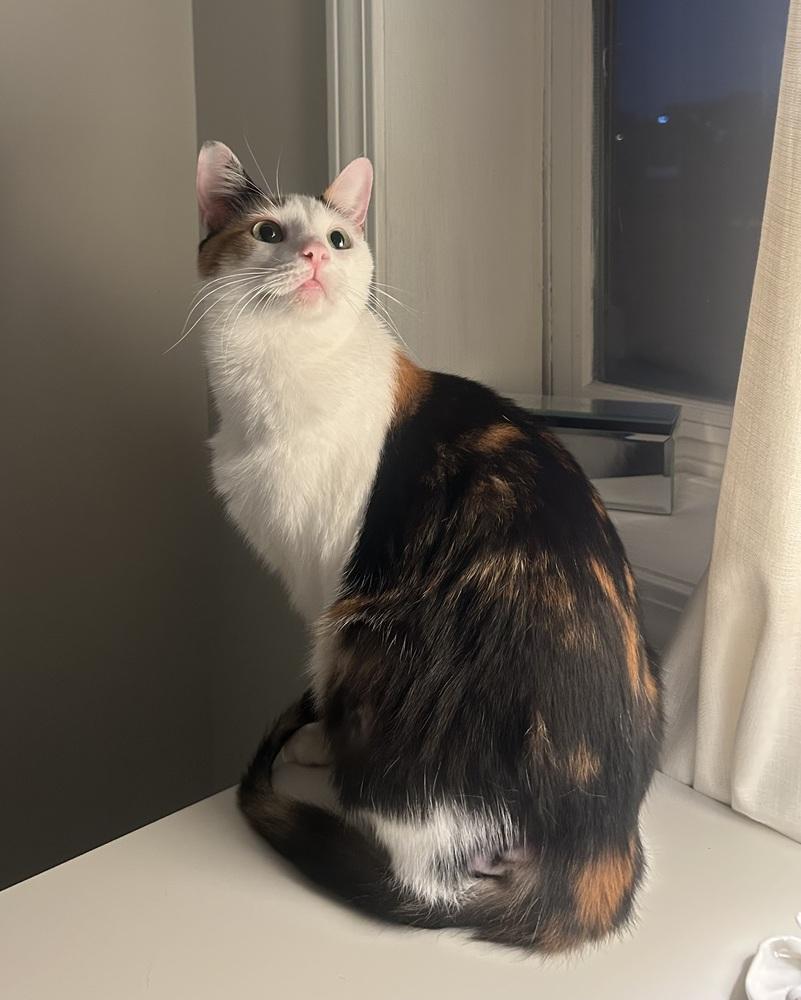 Enlarge Oakley, a Adoptable Calico in Ferndale, MI image 1/6