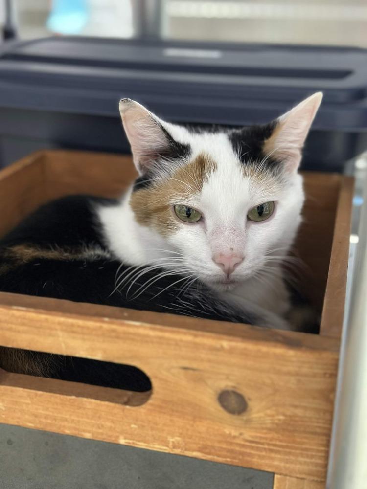 Enlarge Oakley, a Adoptable Calico in Ferndale, MI image 2/6