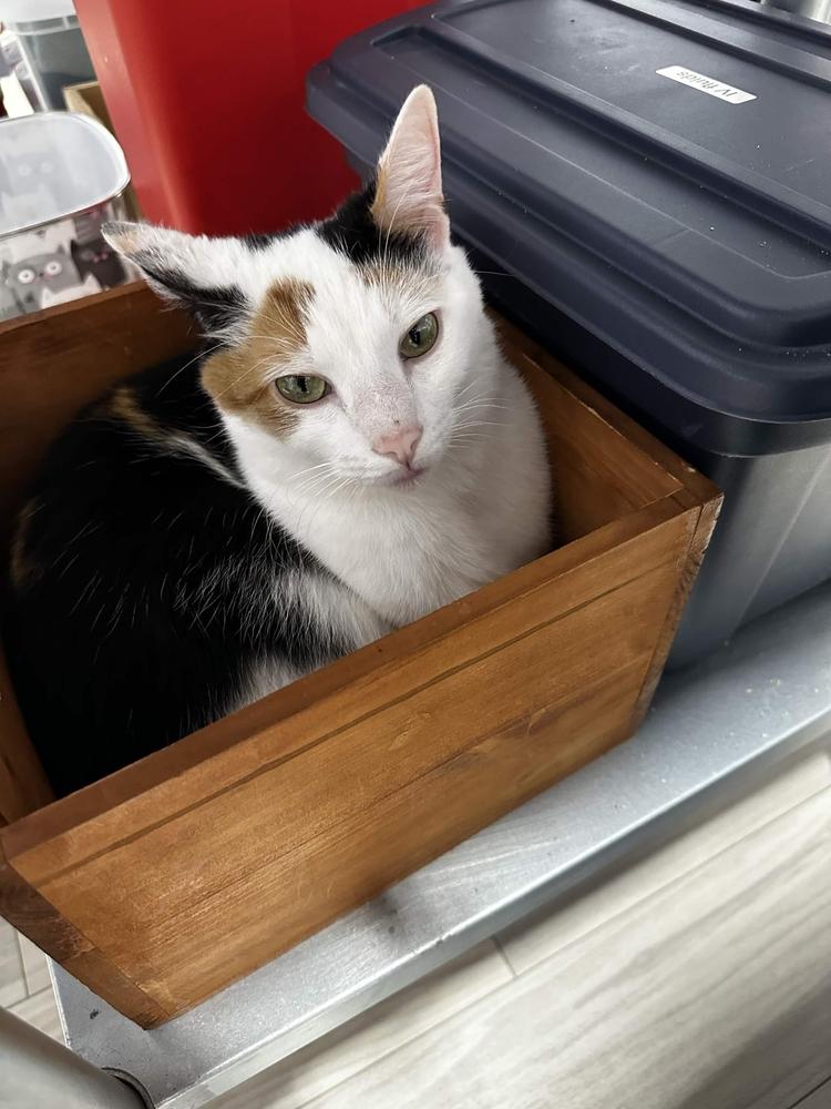 Enlarge Oakley, a Adoptable Calico in Ferndale, MI image 3/6