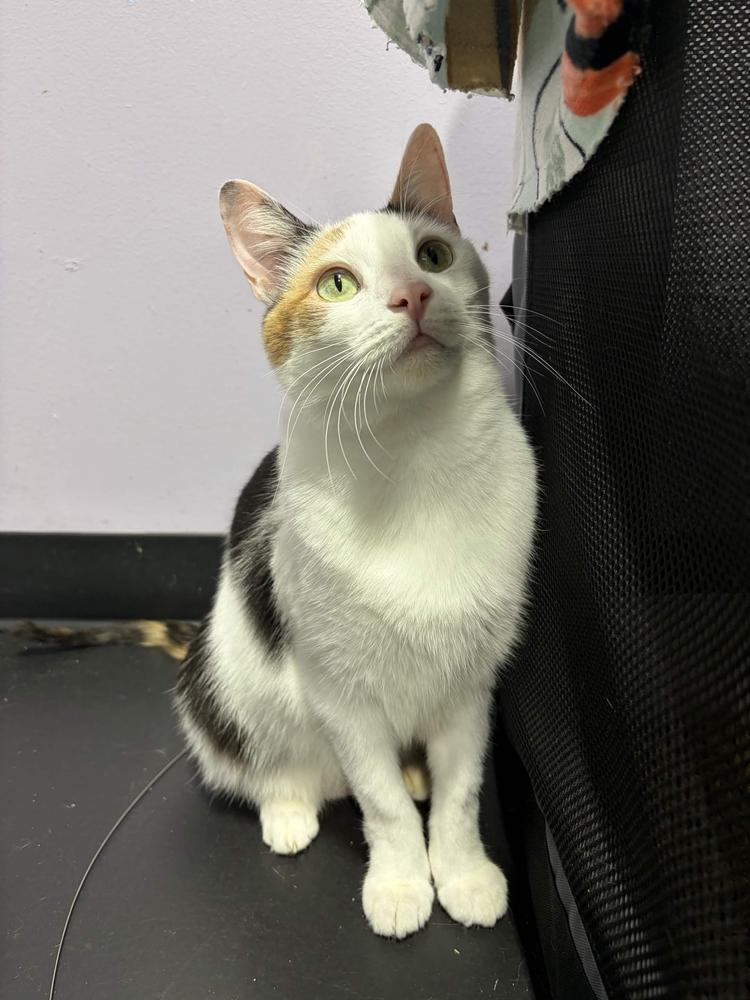 Enlarge Oakley, a Adoptable Calico in Ferndale, MI image 4/6
