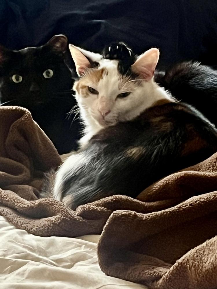 Enlarge Oakley, a Adoptable Calico in Ferndale, MI image 5/6