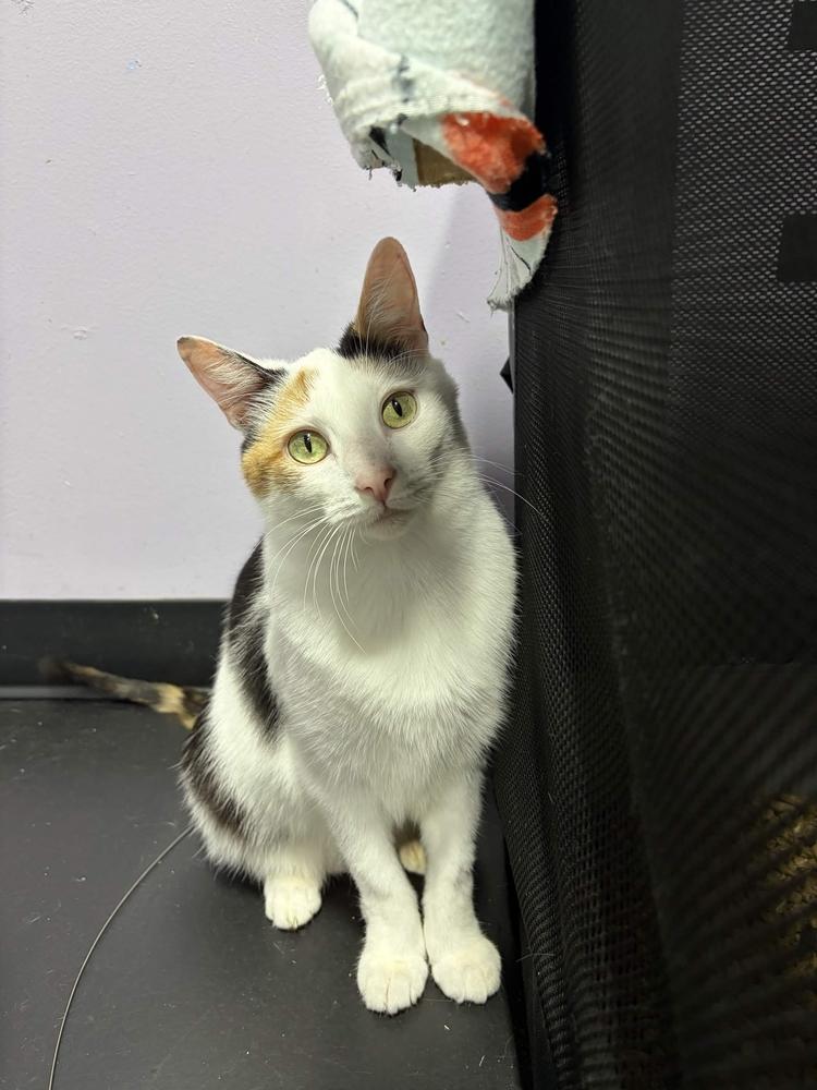 Enlarge Oakley, a Adoptable Calico in Ferndale, MI image 6/6