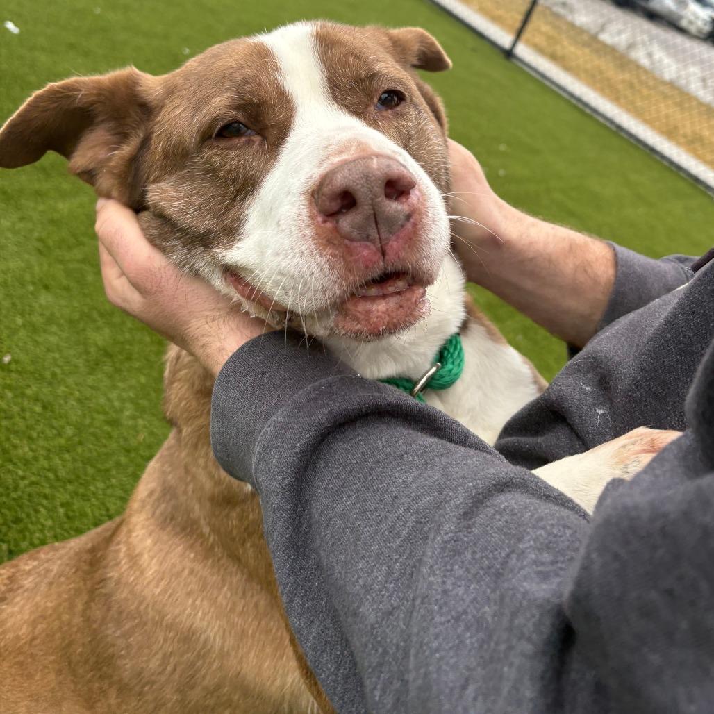 Coconut — thumbnail 2