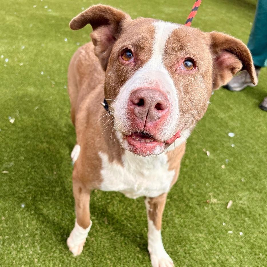 Coconut — thumbnail 3