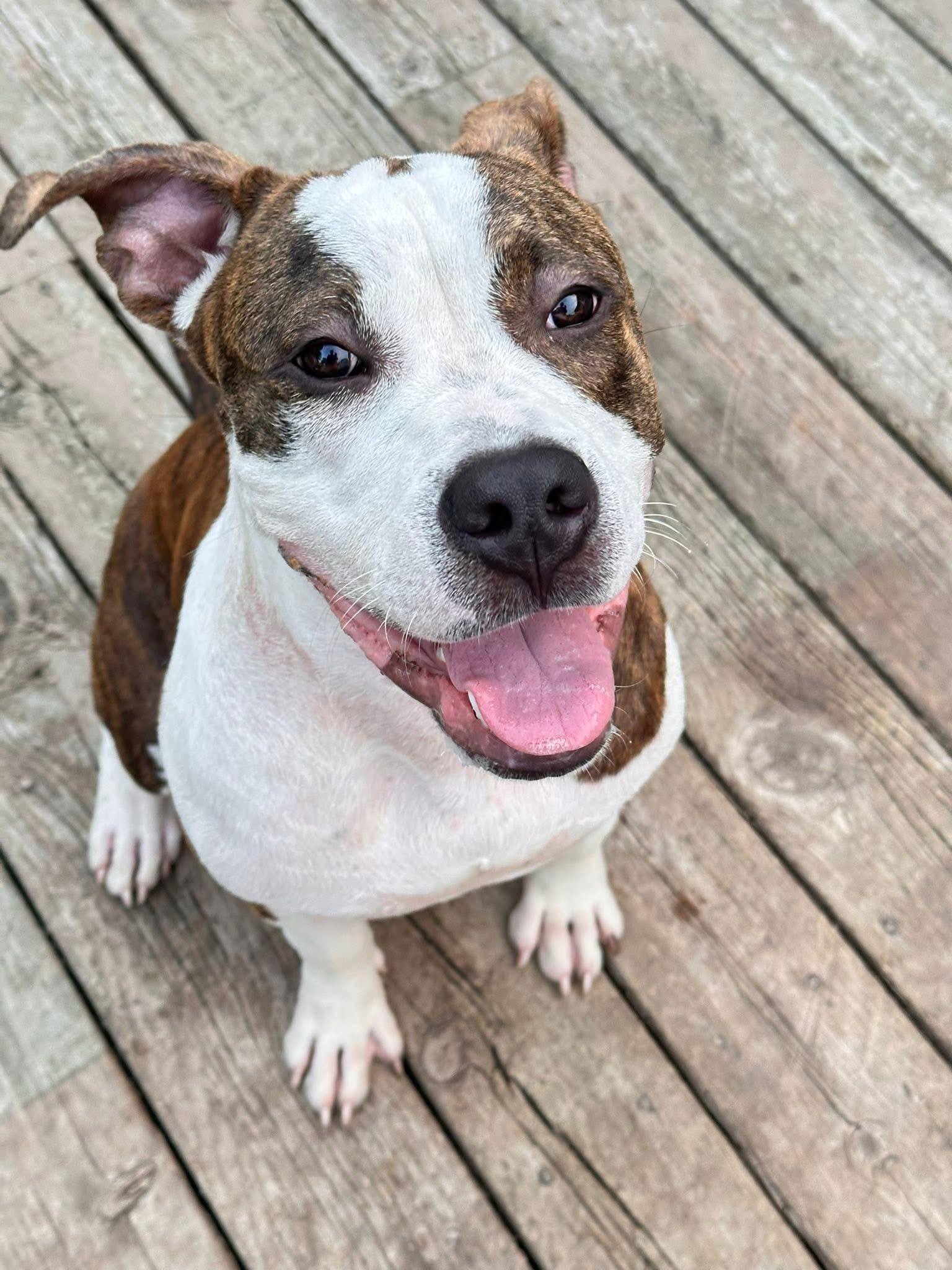 Enlarge Maverick, a Adoptable mixed breed in Sugar Grove, IL image 1/4